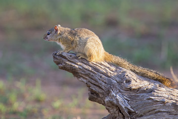 Tree squirrel climbing up a branch in morning sun