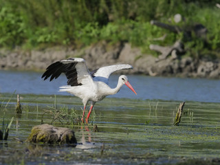 White stork, Ciconia ciconia