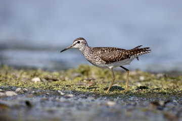 Wood sandpiper, Tringa glareola