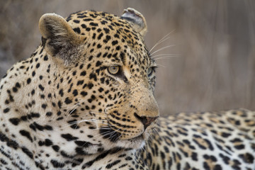 Fototapeta na wymiar Portrait leopard lay down in at dusk to rest and relax