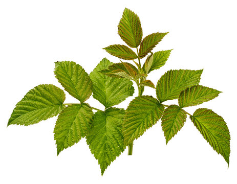 one rasberry branch with leaves isolated on white background