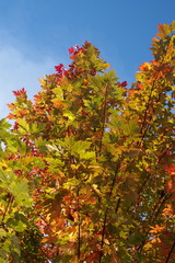 Maple tree background