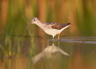 Greenshank walking on the water in soft morning light after sunrise.