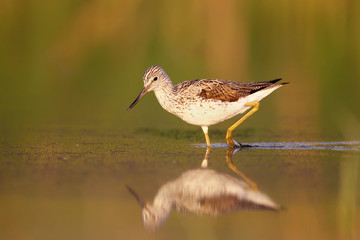 Greenshank walking on the water in soft morning light after sunrise.