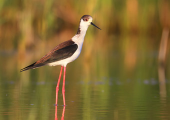 Portrait of black-winged stilt in morning light.