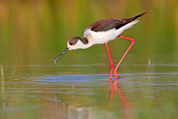 Portrait of black-winged stilt in morning light.The identifications signs of the bird and the structure of the feathers are clearly visible.