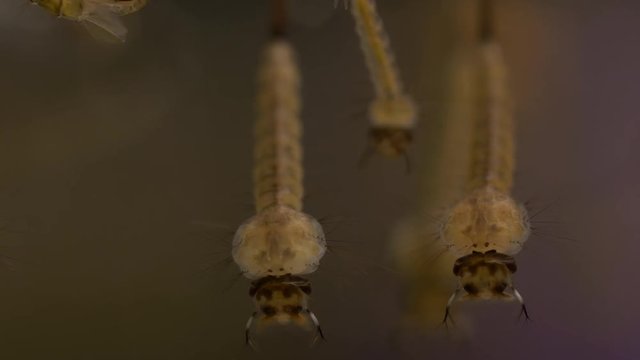 mosquito larvae and Pupa