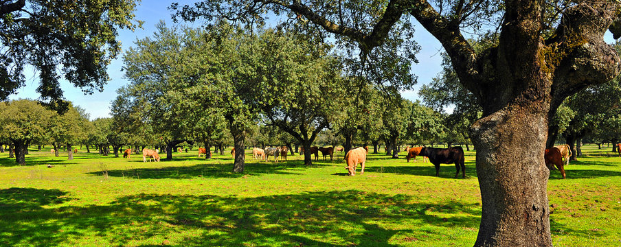 Beef cattle in the pasture, Spain