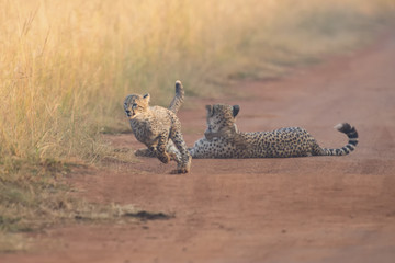 Cheetah cubs playing with a mother in the background in artistic conversion