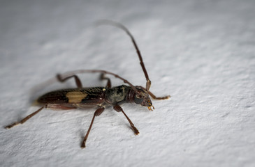 Brown and black longhorn beetle on a wall