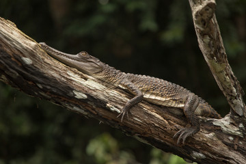 Młody krokodyl na drzewie © Dariusz