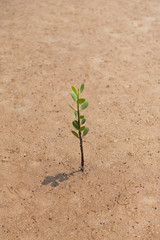 Pojedyncza roślina © Dariusz