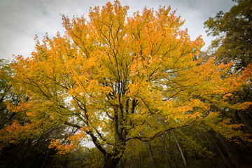 Big beautiful tree in fall