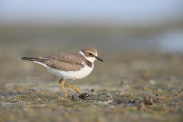 Obraz premium Little ringed plover