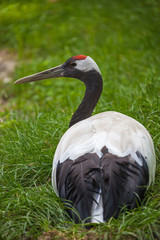 Portrait of black necked crane in safari park close-up, Italy