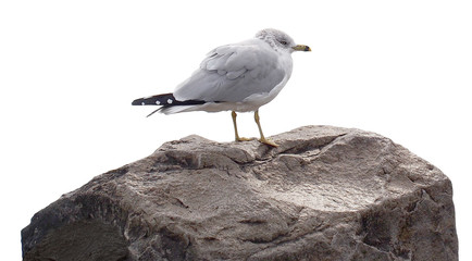 Seagull on the rock isolated die cut keep paths