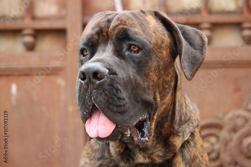 Chien Cane Corso Molosse Stock Photo And Royalty Free
