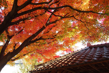 Maple tree in Japan