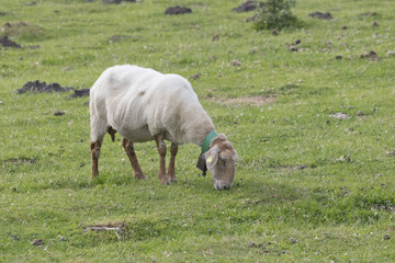 Blond-faced Latxa sheep eating grass in the afternoon (Jaizkibel, Guipuzcoa, Spain).