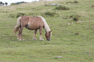 Naklejka na ściany i meble Lonely Pottoka horse eating in a pastureland (Jaizkibel, Guipuzcoa, Spain).