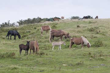 Naklejka na ściany i meble Mature and foals Pottoka horses eating grass in Jaizkibel pastureland (Guipuzcoa, Spain).