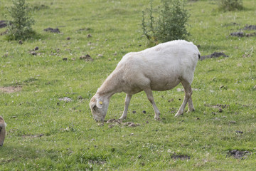 Blond-faced Latxa sheep eating grass in pastureland (Jaizkibel, Guipuzcoa, Spain).