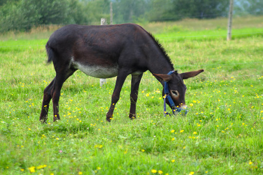 donkey grazing green grass rural meadow field summer mammal livestock