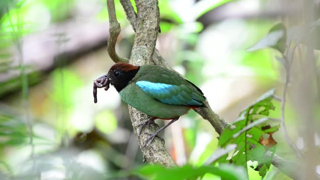 Green bird holding earth worm in mouth perching on branch.  
Beautiful Hooded pitta ( Pitta sordida ) preparing  to feed their hungry babies .

