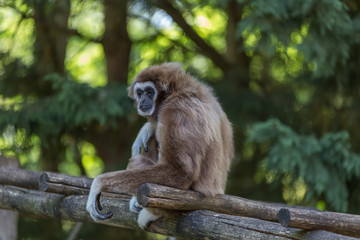 Endangered, cute, agile furry wild primate, Gibon sitting on a lader looking around