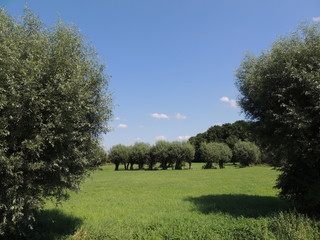 Kopfweiden am linken Niederrhein bei Vorst