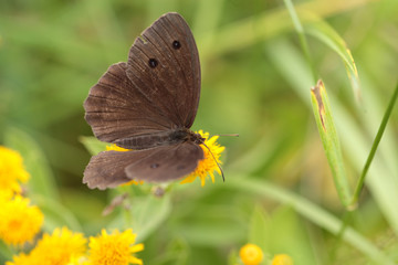 Brown butterfly - the view from the top