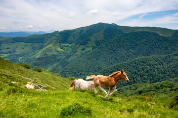 Fototapeta na wymiar Wild Horses running in the green Pyrenees