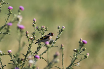 Ordinary Grosbeak on a thistle, sideways to the camera