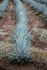 Tequila agave Landscape