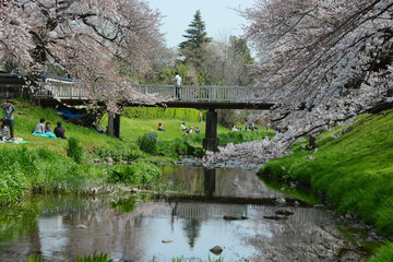 Fototapeta na wymiar tachikawa cherry blossom
