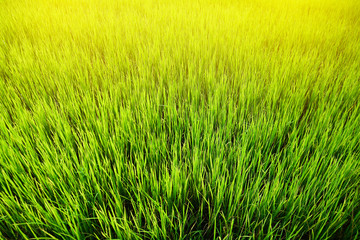 Rice fields  in the morning for background.
