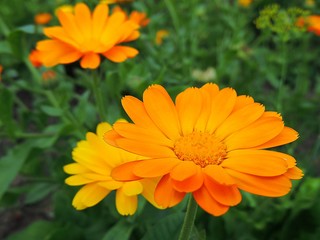 Calendula marigold flowers in summer garden.