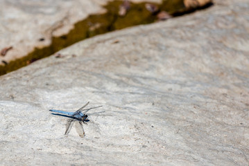 blue dragonfly on a large white stone