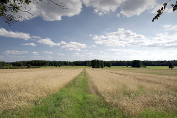 pola uprawne © Henryk Niestrój