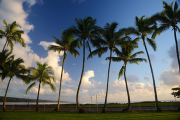 Coconut tree in Hawaii