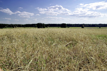 pola uprawne © Henryk Niestrój