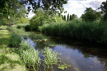 zarośla nad wodą © Henryk Niestrój