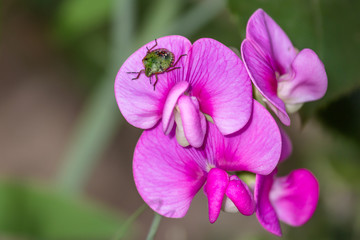Fototapeta na wymiar green bug on pink flower