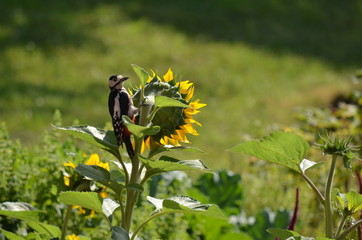 Pic épeiche sur un tournesol