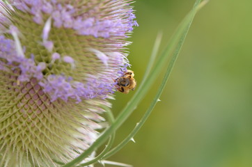 Abeille solitaire sur Cardère