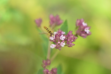 Syrphe et lamiacées
