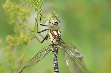 Æschne bleue (Aeshna cyanea)