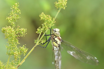 Æschne bleue (Aeshna cyanea)