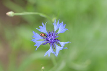 Bleuet (Cyanus segetum) et la coccielle