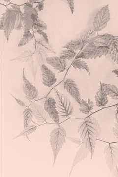 Artistic, floral background with delicate leaves in monochrome